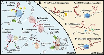 Long Noncoding RNAs: Emerging Players in Medulloblastoma